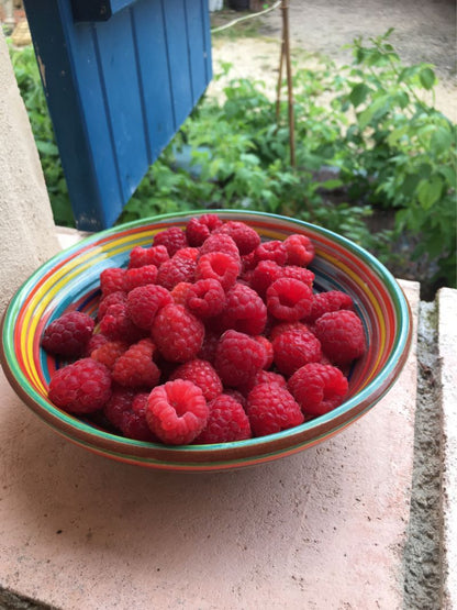 Saint Amans Rosé Pink Gin